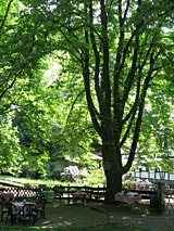 Biergarten unter den Kastanien
